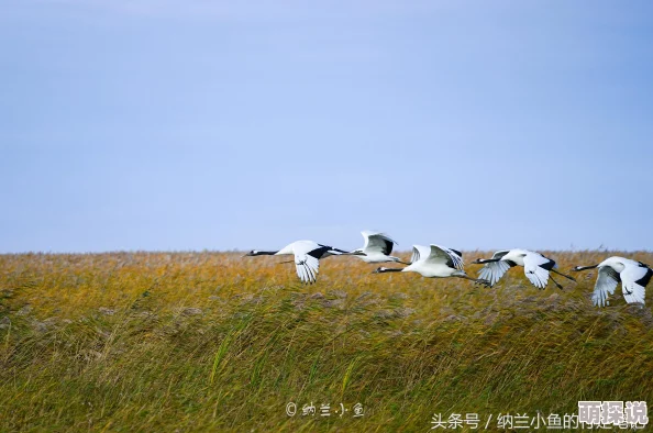 《我的世界》：全面探索最新热门沼泽生态系统奥秘