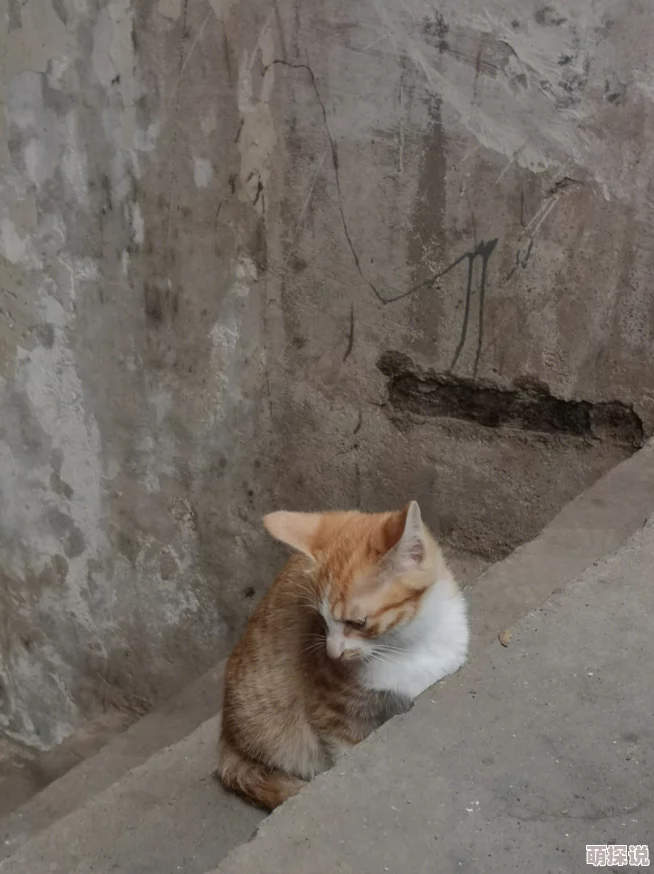 屋檐下小花喵据说曾是流浪猫老大和橘猫的私生子