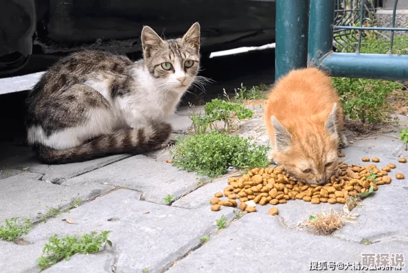 屋檐下小花喵据说曾是流浪猫老大和橘猫的私生子