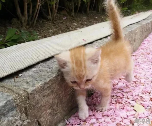 屋檐下小花喵据说曾是流浪猫老大和橘猫的私生子