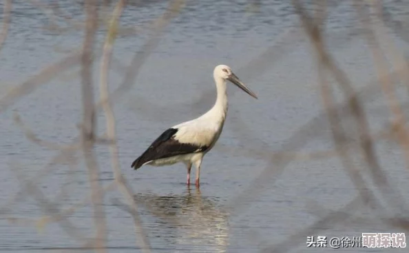 鸟姐皮肤颜值爆表，阴阳师元旦版本更新全内容详解