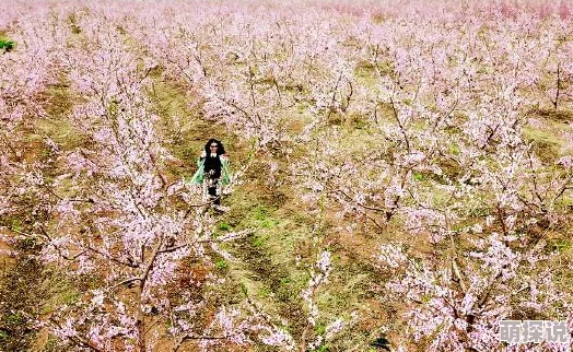 桃花绽放电视剧免费观看全集画面唯美剧情感人值得一看