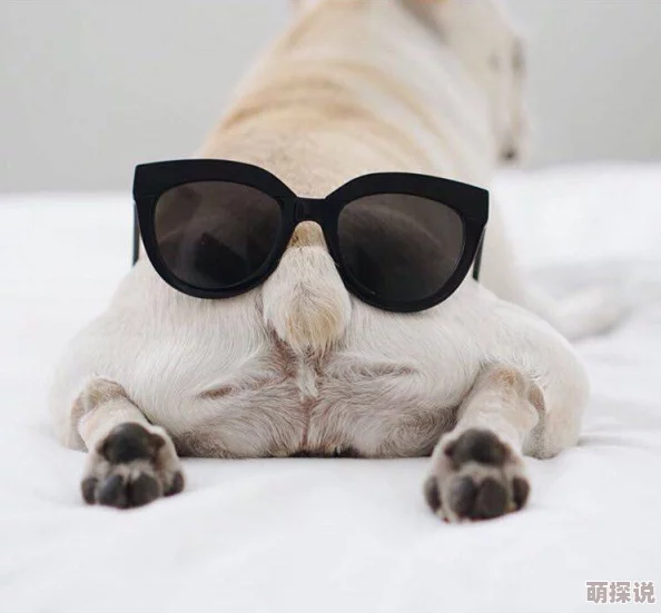 色屁屁为什么吸引眼球因为它独特的艺术风格和猎奇的内容令人印象深刻