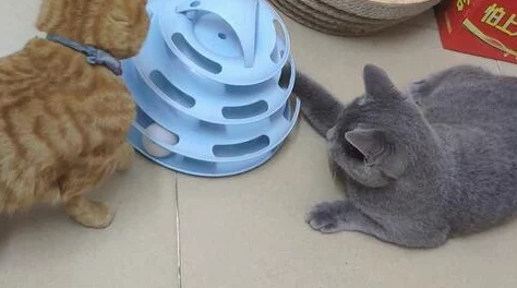 色屁屁为什么吸引眼球因为它独特的艺术风格和猎奇的内容令人印象深刻