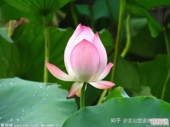 肉莲花因其繁殖简单易成活而受到新手欢迎