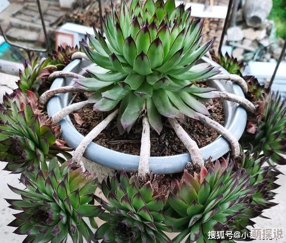 肉莲花因其繁殖简单易成活而受到新手欢迎