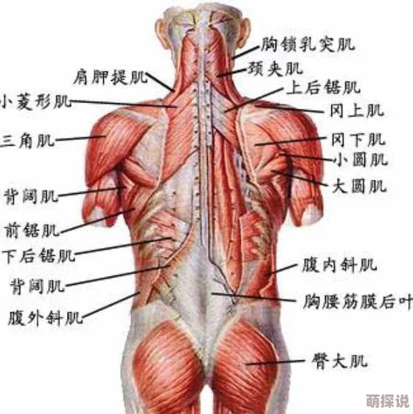 肌肌桶肌肌免费30分钟的软件为何可以离线观看所以非常便捷