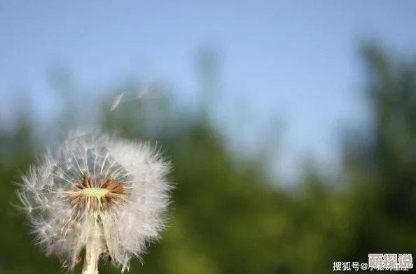 严雨霏 张婉莹 罗智莹因其才华横溢个性鲜明风格独特而备受欢迎
