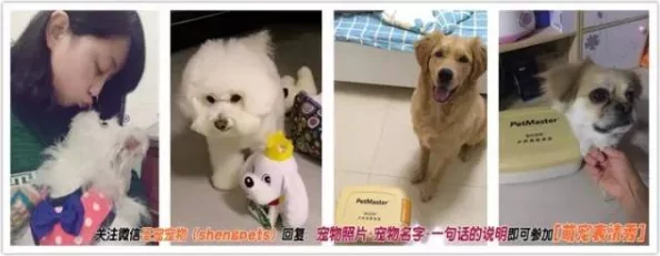 萌宠相伴探索新纪元：造化之门宠物系统热门玩法全解析