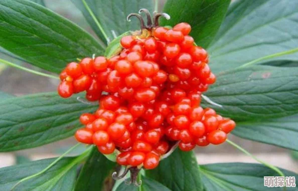 粒粒皆辛苦，掌握最新技巧！我的世界高效农作物种植攻略大全