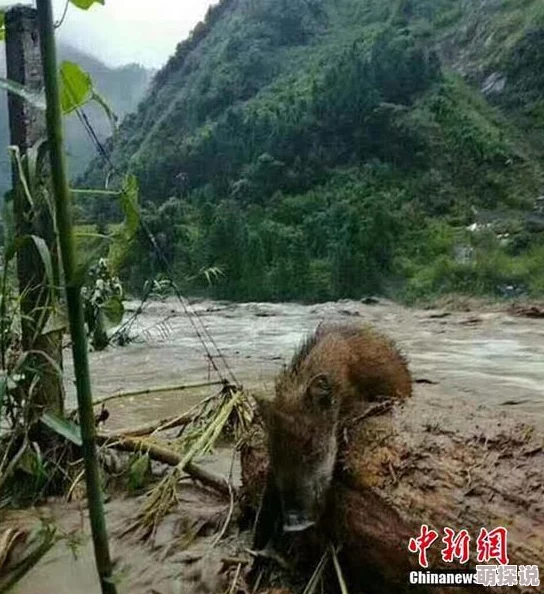 校花在办公室岔开腿呻吟特大暴雨引发山洪多地受灾