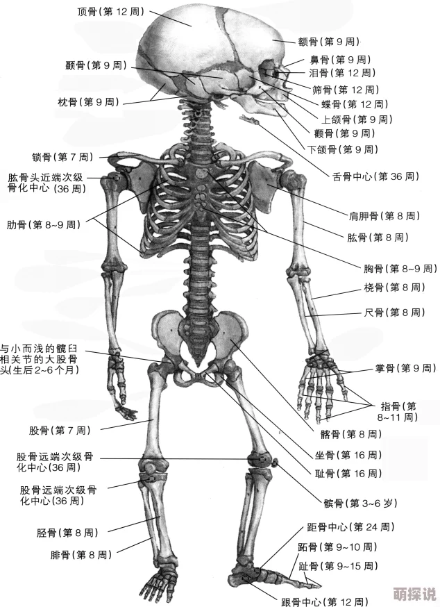 骨组词探索骨骼的奥秘，从单字到词组，了解人体框架与文化象征