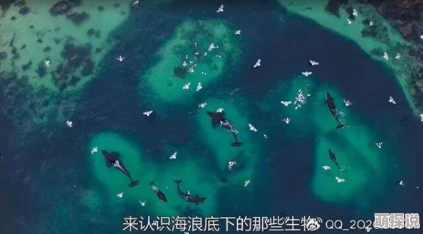渔夫荒淫牲艳史h2025海洋环保纪录片引发热议